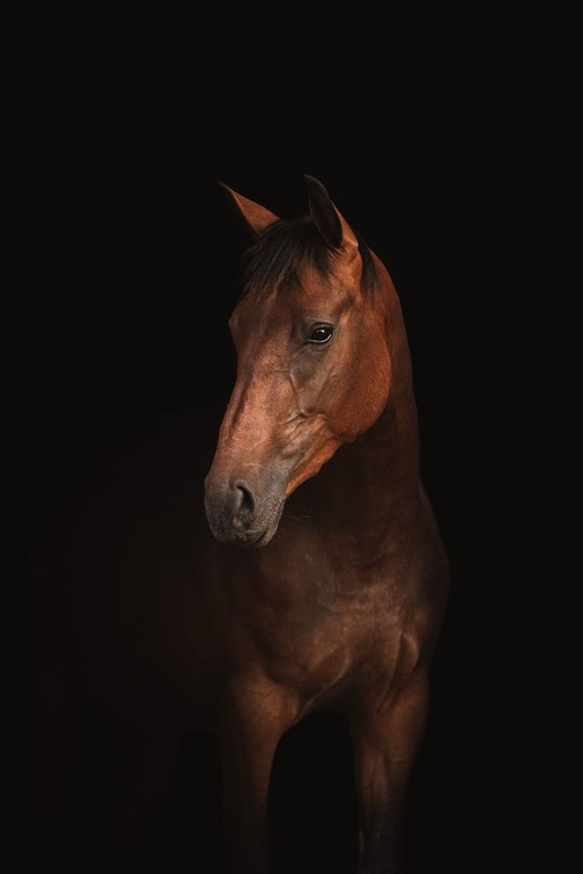 Monochrome horse portrait