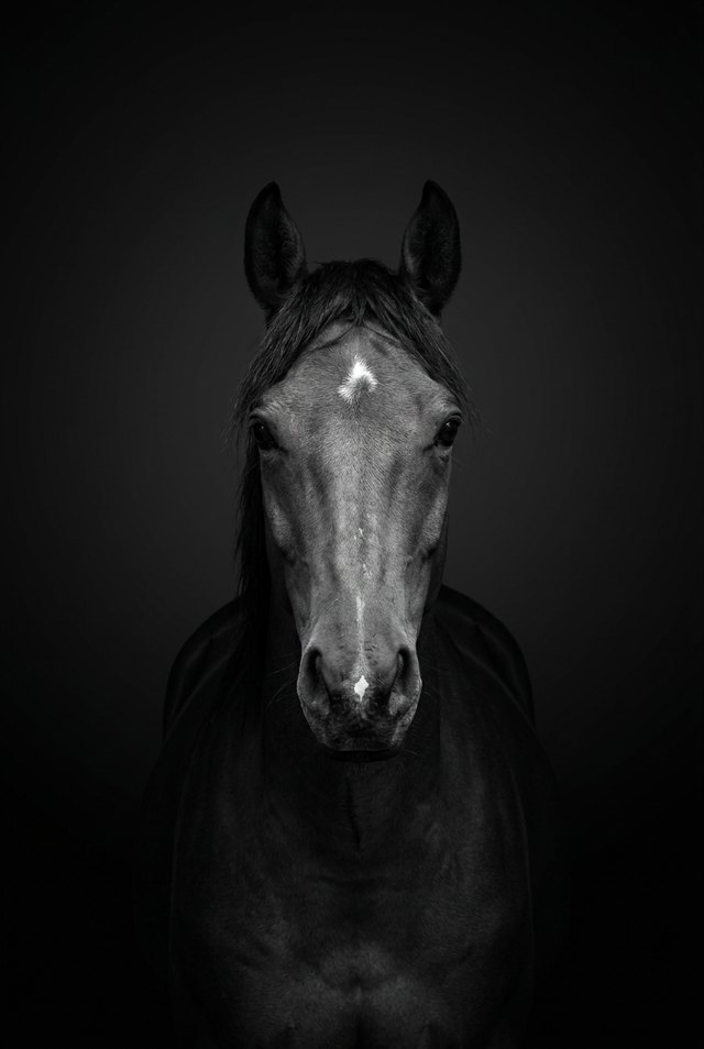 A Blaze & Bond portrait: a horse against a dark, quiet backdrop